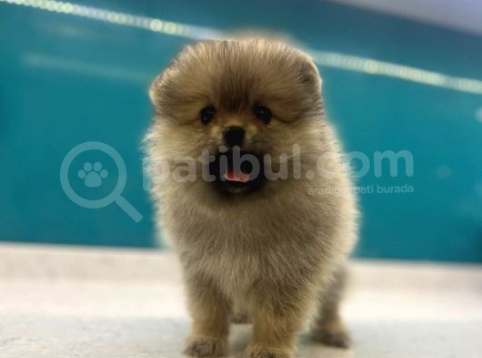 Dünya Tatlısı Secereli Mikrocipli Pomeranian Boo Yavrular görsel