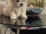 Show  Kalite Full Secereli Kore Kanı 2 Aylık Maltese Terrier