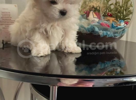 Show  Kalite Full Secereli Kore Kanı 2 Aylık Maltese Terrier