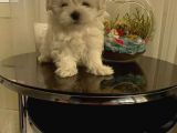 Show  Kalite Full Secereli Kore Kanı 2 Aylık Maltese Terrier