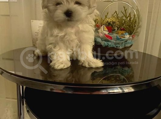 Show  Kalite Full Secereli Kore Kanı 2 Aylık Maltese Terrier görsel