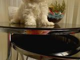 Show  Kalite Full Secereli Kore Kanı 2 Aylık Maltese Terrier