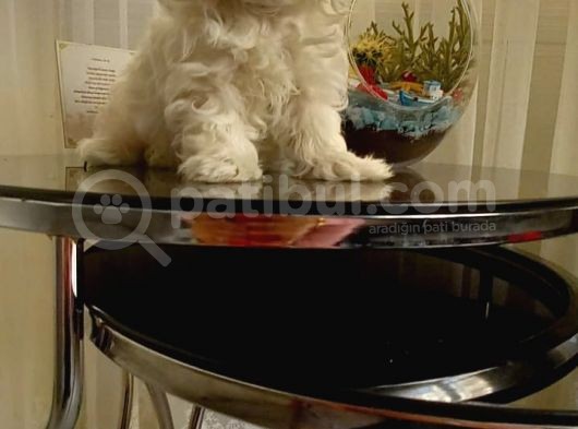 Show  Kalite Full Secereli Kore Kanı 2 Aylık Maltese Terrier görsel