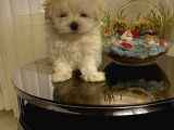 Show  Kalite Full Secereli Kore Kanı 2 Aylık Maltese Terrier