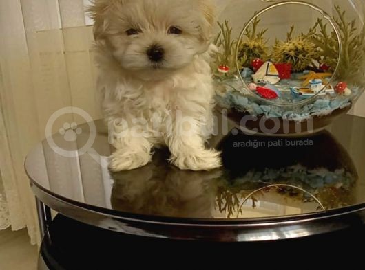 Show  Kalite Full Secereli Kore Kanı 2 Aylık Maltese Terrier görsel