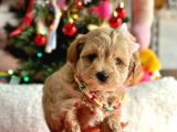 Erkek Dişi Mükemmel Kalite Maltipoo Yavrular