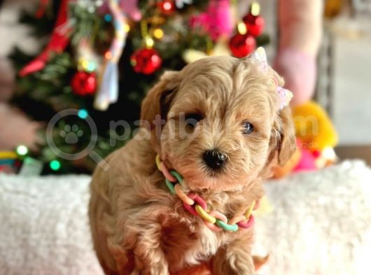 Erkek Dişi Mükemmel Kalite Maltipoo Yavrular