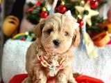 Erkek Dişi Mükemmel Kalite Maltipoo Yavrular