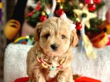 Erkek Dişi Mükemmel Kalite Maltipoo Yavrular