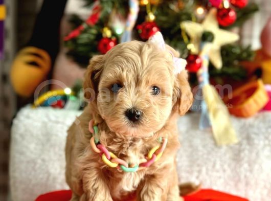 Erkek Dişi Mükemmel Kalite Maltipoo Yavrular görsel