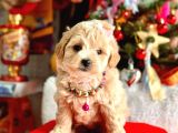 Show Kalite Maltipoo Bebekler