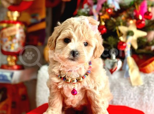 Show Kalite Maltipoo Bebekler