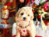 Show Kalite Maltipoo Bebekler