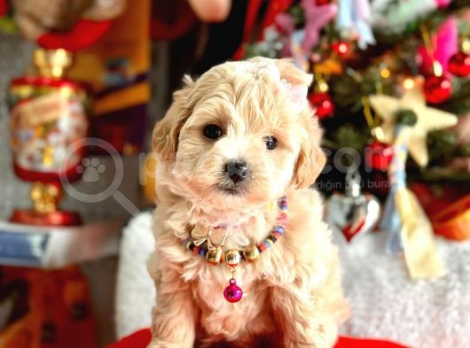 Show Kalite Maltipoo Bebekler görsel