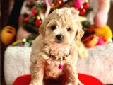 Show Kalite Maltipoo Bebekler