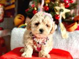 Show Kalite Maltipoo Bebekler