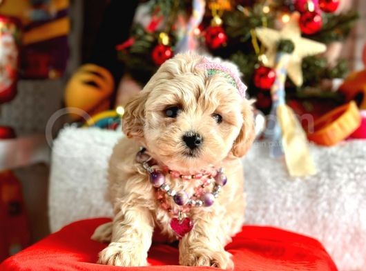 Show Kalite Maltipoo Bebekler görsel