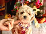 Show Kalite Maltipoo Bebekler