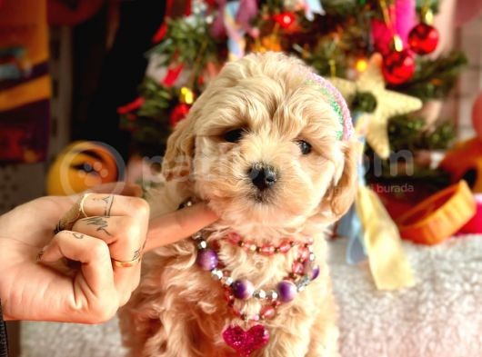 Show Kalite Maltipoo Bebekler görsel