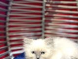 Irk Ve Sağlık Garantili British Shorthair