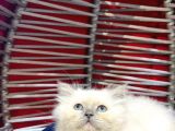 Irk Ve Sağlık Garantili British Shorthair