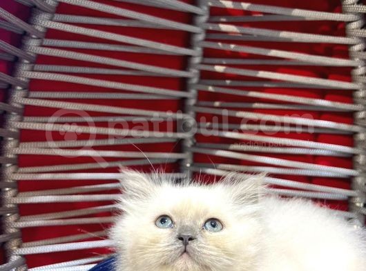 Irk Ve Sağlık Garantili British Shorthair görsel