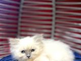 Irk Ve Sağlık Garantili British Shorthair