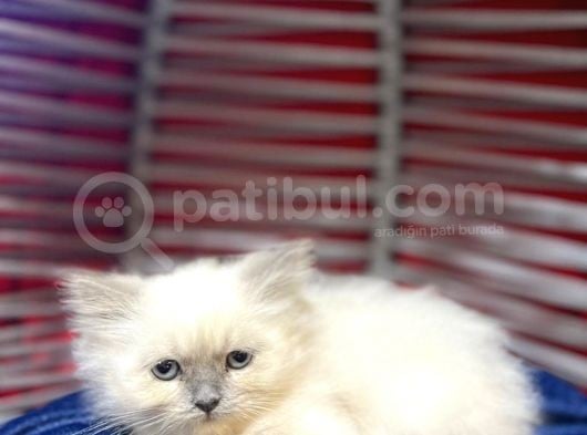 Irk Ve Sağlık Garantili British Shorthair görsel