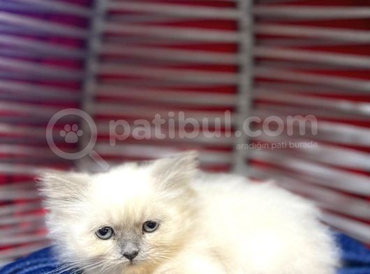 Blue Point Erkek Dişi British Longhair görsel