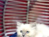 Irk Ve Sağlık Garantili British Shorthair