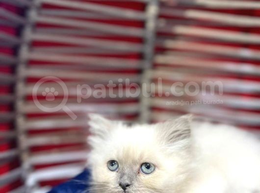 Blue Point Erkek Dişi British Longhair görsel