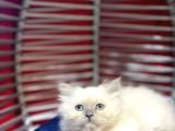Irk Ve Sağlık Garantili British Shorthair