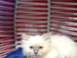 Blue Point Erkek Dişi British Longhair