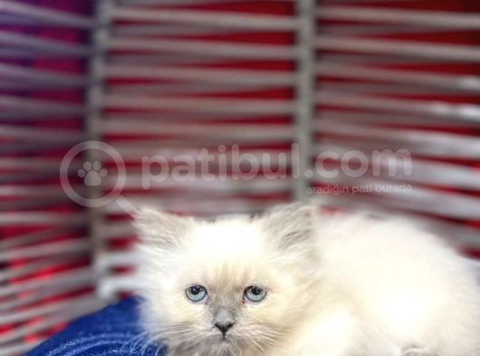 Blue Point Erkek Dişi British Longhair görsel