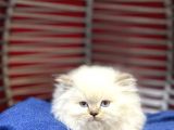 Mükemmel Kalitede Scottish Fold Yavrular