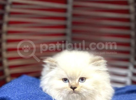 Mükemmel Kalitede Scottish Fold Yavrular görsel