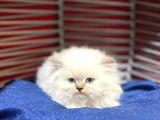 Mükemmel Kalitede Scottish Fold Yavrular
