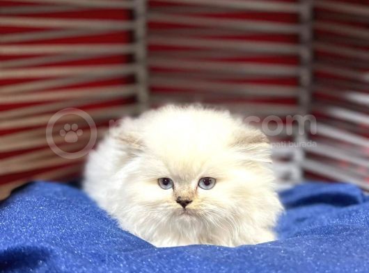 Mükemmel Kalitede Scottish Fold Yavrular görsel