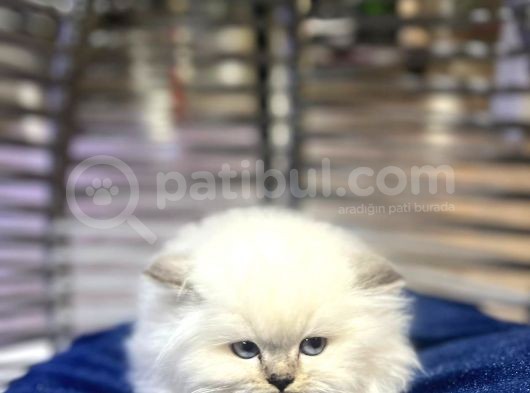 Üst Kalite British Longhair Yavrumuz Yeni Yuvasına Gitmeye Hazır görsel
