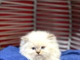 Üst Kalite British Longhair Yavrumuz Yeni Yuvasına Gitmeye Hazır