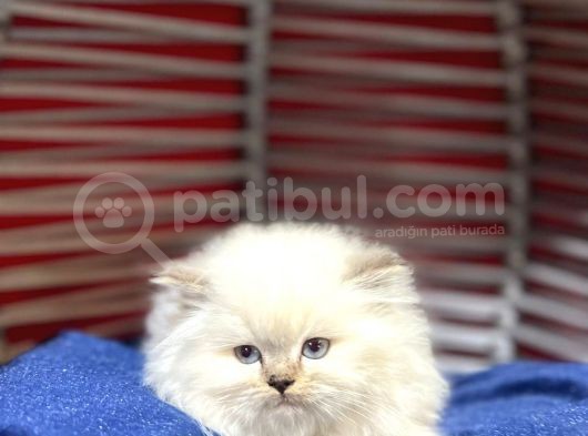 Üst Kalite British Longhair Yavrumuz Yeni Yuvasına Gitmeye Hazır görsel