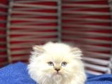 Üst Kalite British Longhair Yavrumuz Yeni Yuvasına Gitmeye Hazır