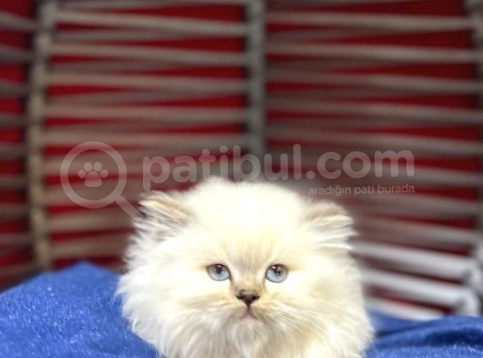 Üst Kalite British Longhair Yavrumuz Yeni Yuvasına Gitmeye Hazır