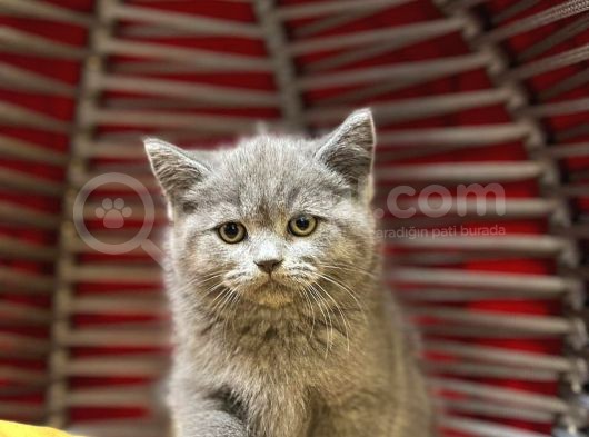 Top Kafa Erkek Dişi British Shorthair
