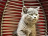 Top Kafa Erkek Dişi British Shorthair