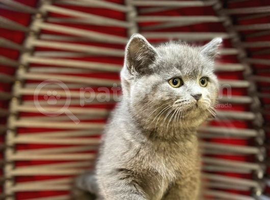 Top Kafa Erkek Dişi British Shorthair görsel