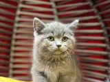 Top Kafa Erkek Dişi British Shorthair
