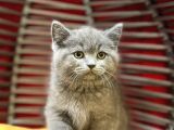 Top Kafa Erkek Dişi British Shorthair