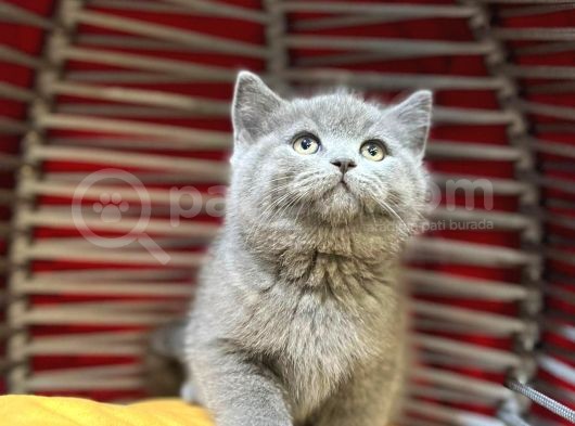 Top Kafa Erkek Dişi British Shorthair görsel