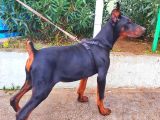 5 Aylık Safkan Kulak Kuyruk Estetikli Doberman Yavrumuz